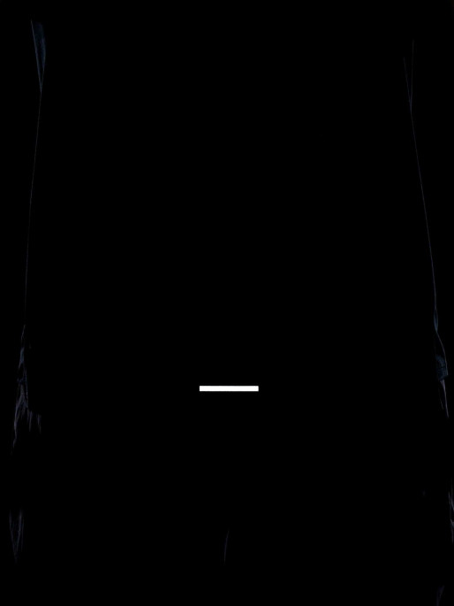 NIKE M NK RUN ENERGY RISE 365 SS T-shirt